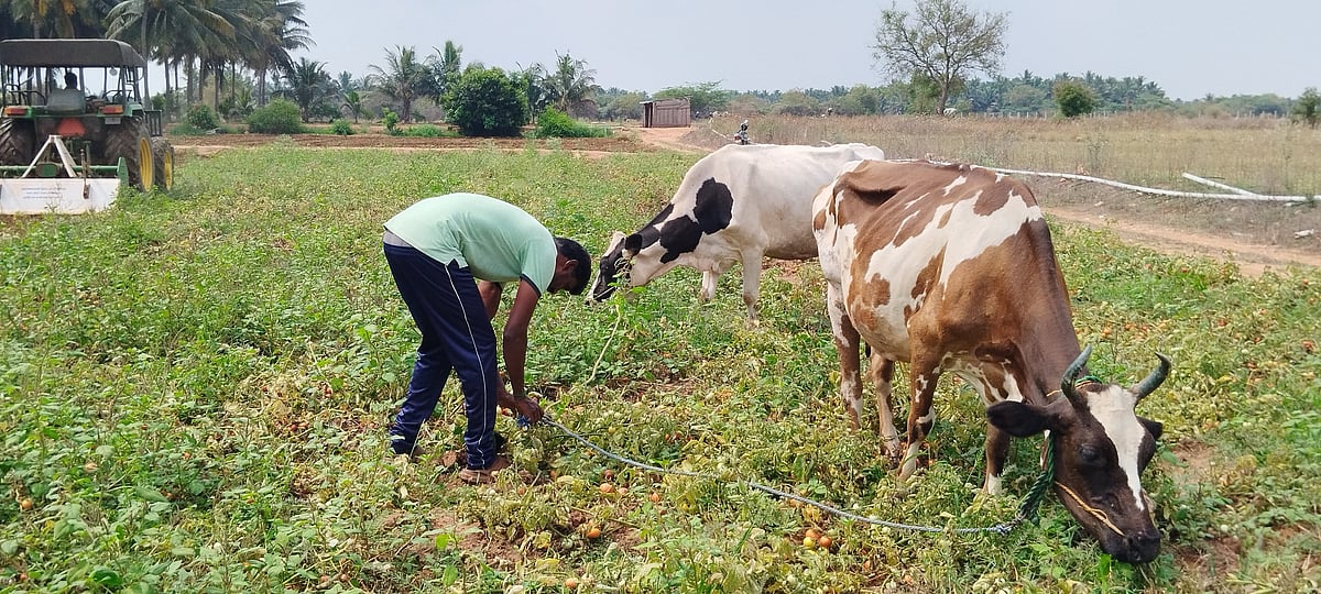 ரூ.1 லட்சம் செலவு செய்தும் வீண் - டிராக்டர் மூலம் தக்காளியை அழித்த திருப்பூர் விவசாயி