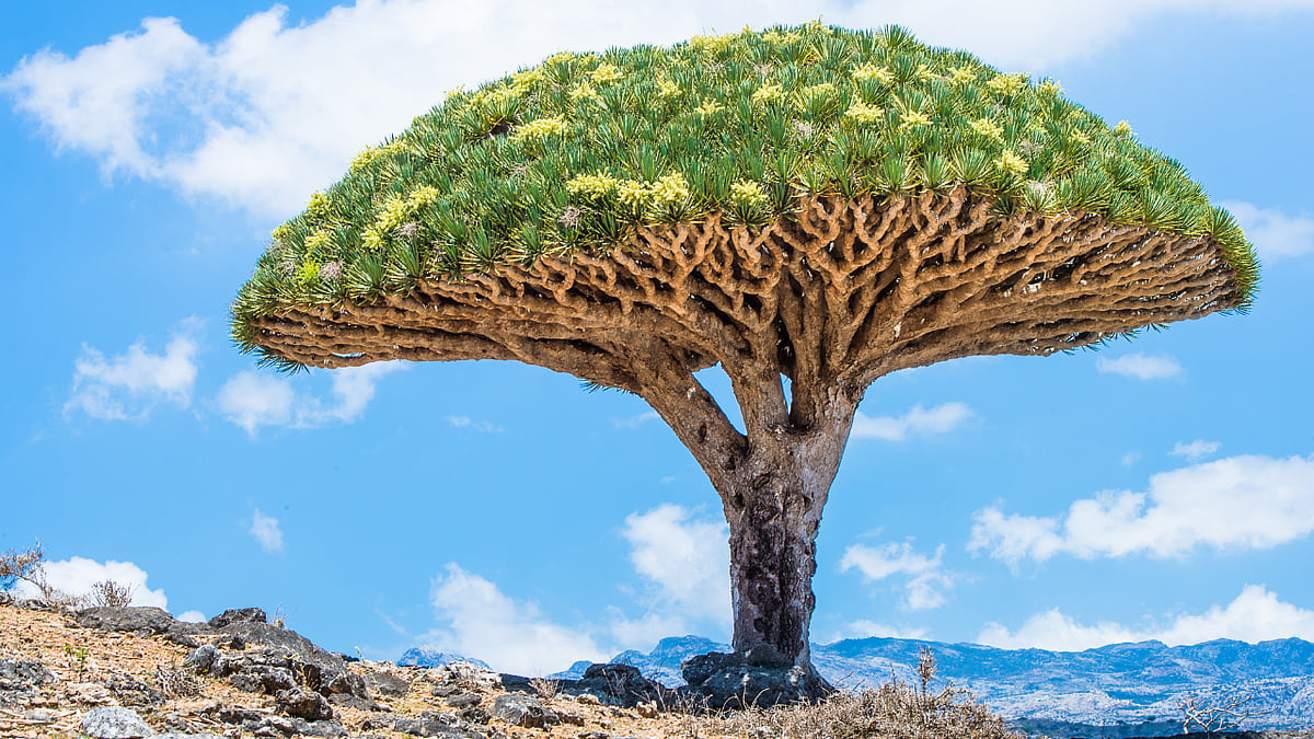 Socotra: 825 வகை தாவரங்கள்; 700 வகை உயிரினங்கள்; வேற்றுகிரகம் போல காட்சியளிக்கும் பாலைவன தீவு!