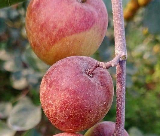 Apple: கொளுத்தும் வெயிலில் விளையும் ஆப்பிள்; ராஜஸ்தான் விவசாயி சாதனை!