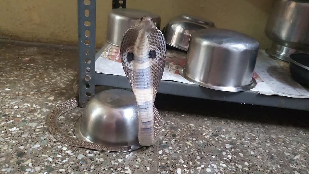 டூ-வீலரில் பதுங்கும் பாம்புகள், விஷப்பூச்சிகள்... கடித்துவிட்டால் உடனே என்ன செய்ய வேண்டும்?