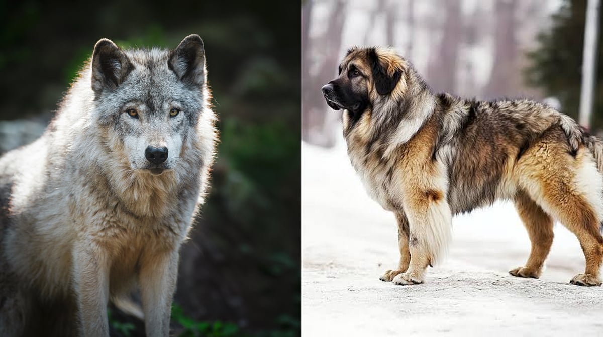 Wolfdog: ஓநாயுடன் கலப்பு - ரூ.50 கோடிக்கு அரிய வகை நாயை வாங்கிய பெங்களூரு நபர்!