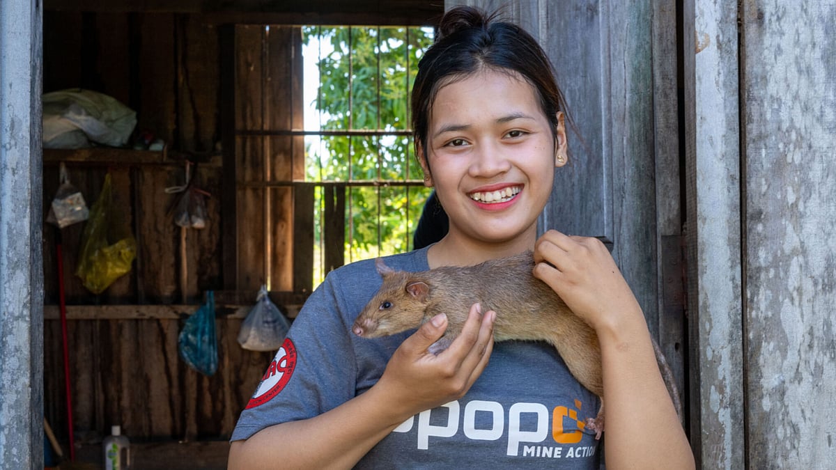 Cambodia: கன்னிவெடிகளை கண்டறிந்து உயிர்களைக் காக்கும் எலி - யார் இந்த ஹீரோ?