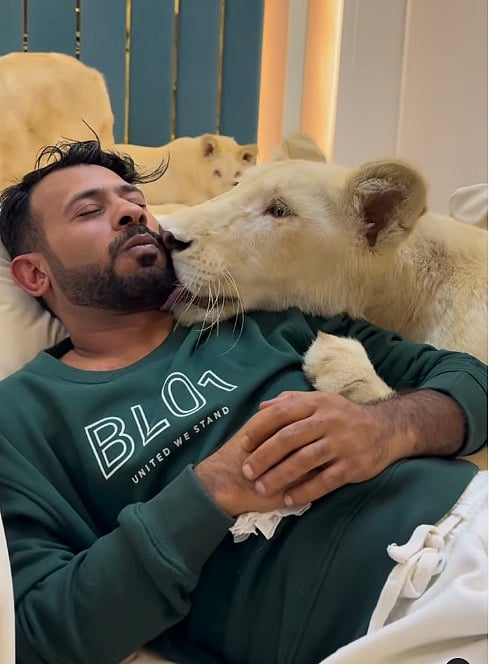 Viral Reels: சிங்கத்தோட ஒரே தட்டுல பிரியாணி; புலியோட வாக்கிங்... காட்டுயிர்களா; செல்லப் பிராணிகளா?