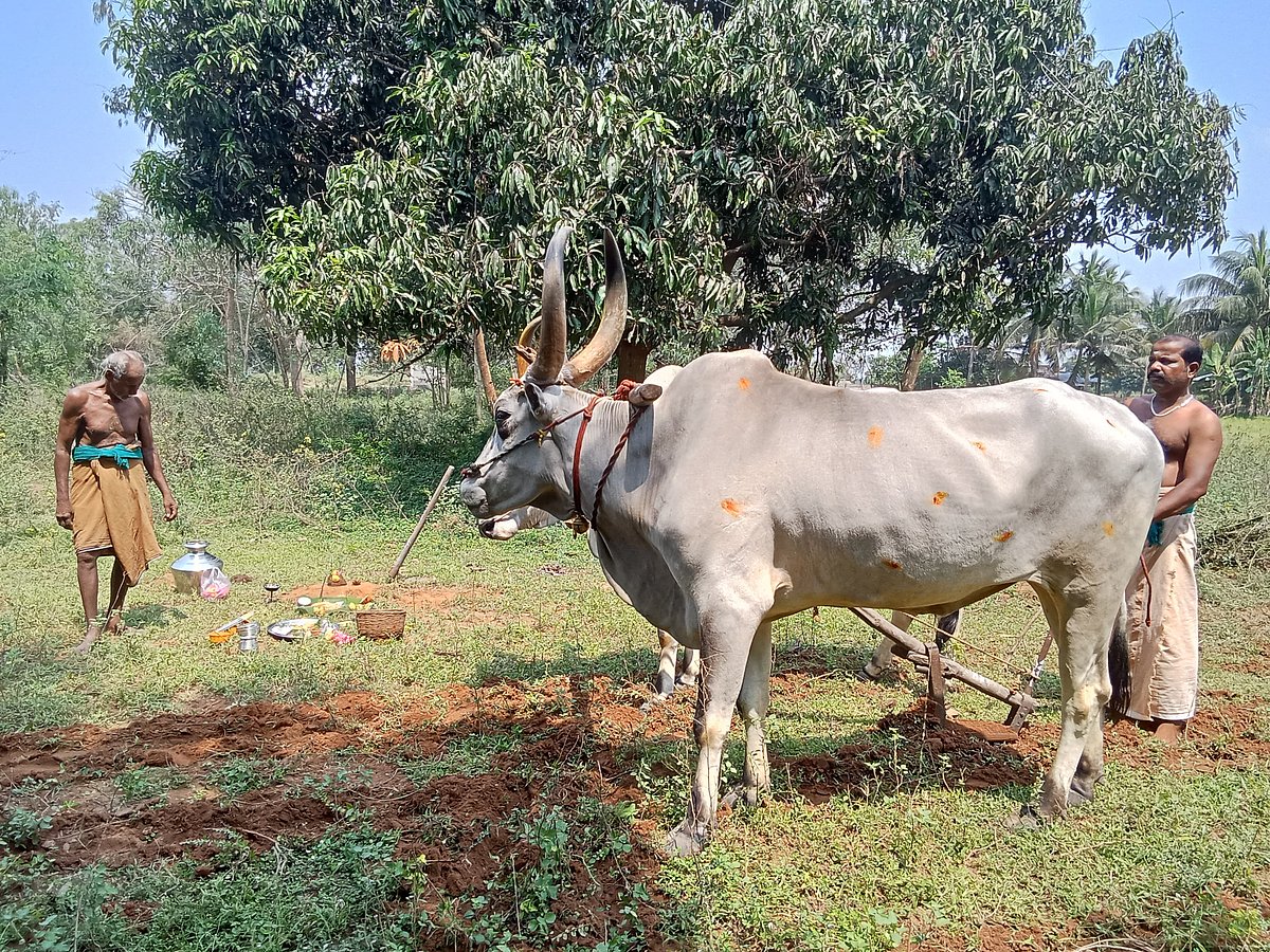 மண்ணை வணங்கிய விவசாயிகள்; களைகட்டிய தஞ்சை கிராமங்கள் - `நல் ஏர் பூட்டும் விழா’ குறித்து தெரியுமா?
