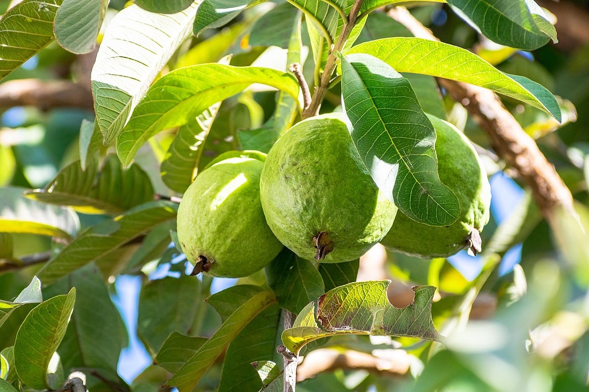 Health: வெள்ளரி, கொய்யாவில் உப்பு, மிளகாய்த்தூள் தூவி சாப்பிடலாமா?
