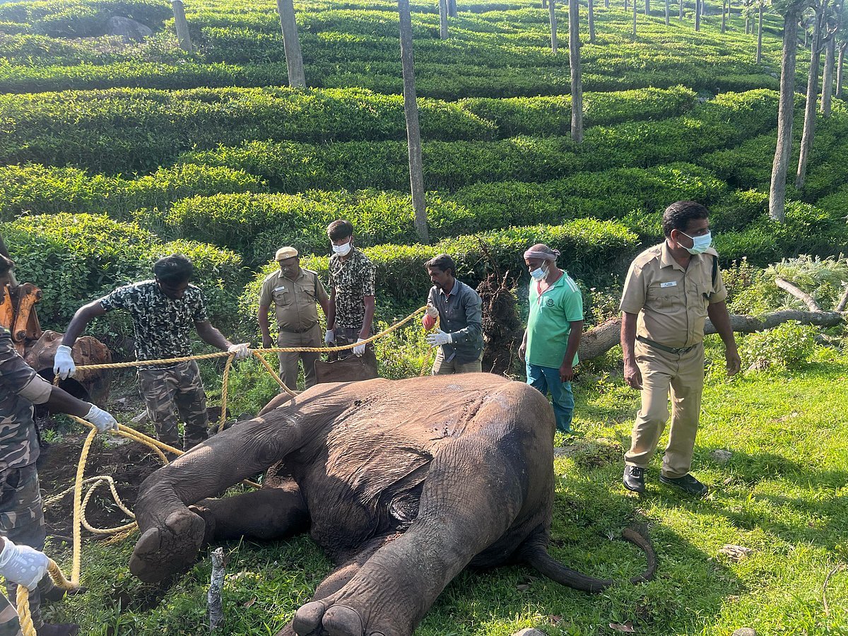 கோத்தகிரி: குறைமாத குட்டி ஈன்று இறந்து கிடந்த தாய் யானை.. என்ன காரணம்? - குழப்பத்தில் வனத்துறை