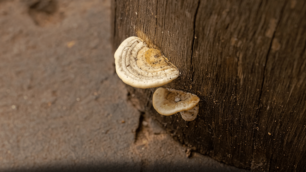 Mushroom (Representational)