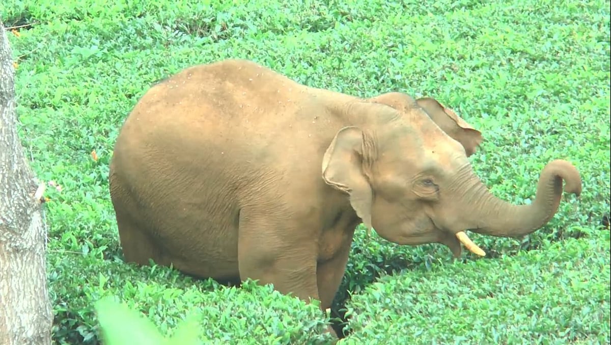 ஊட்டிக்குள் முதல் முறையாக நுழைந்த யானை; குழப்பத்தில் தடுமாறும் வனத்துறை! - என்ன நடக்கிறது?