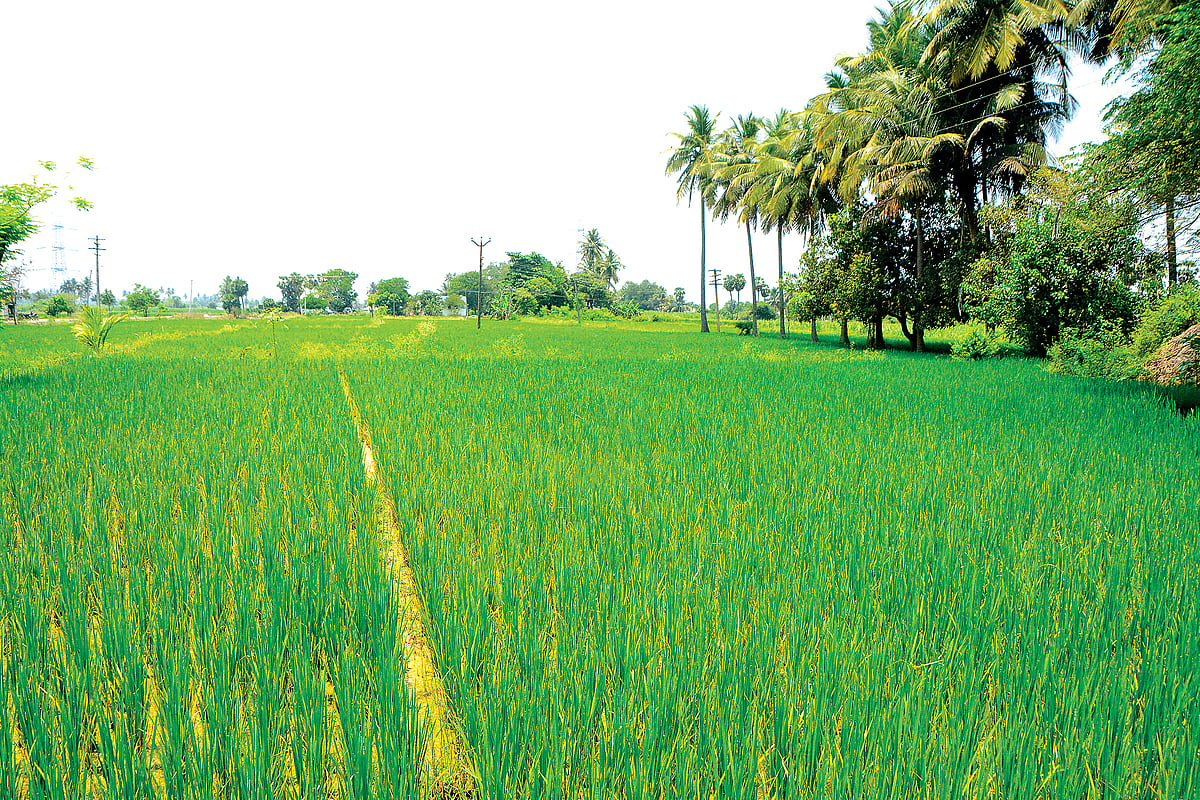 புதிய-வேளாண்-காடுகள்-கொள்கை-`டு-பாசன-வசதி---MRK-பன்னீர்செல்வம்-வாசித்த-வேளாண்-பட்ஜெட்!