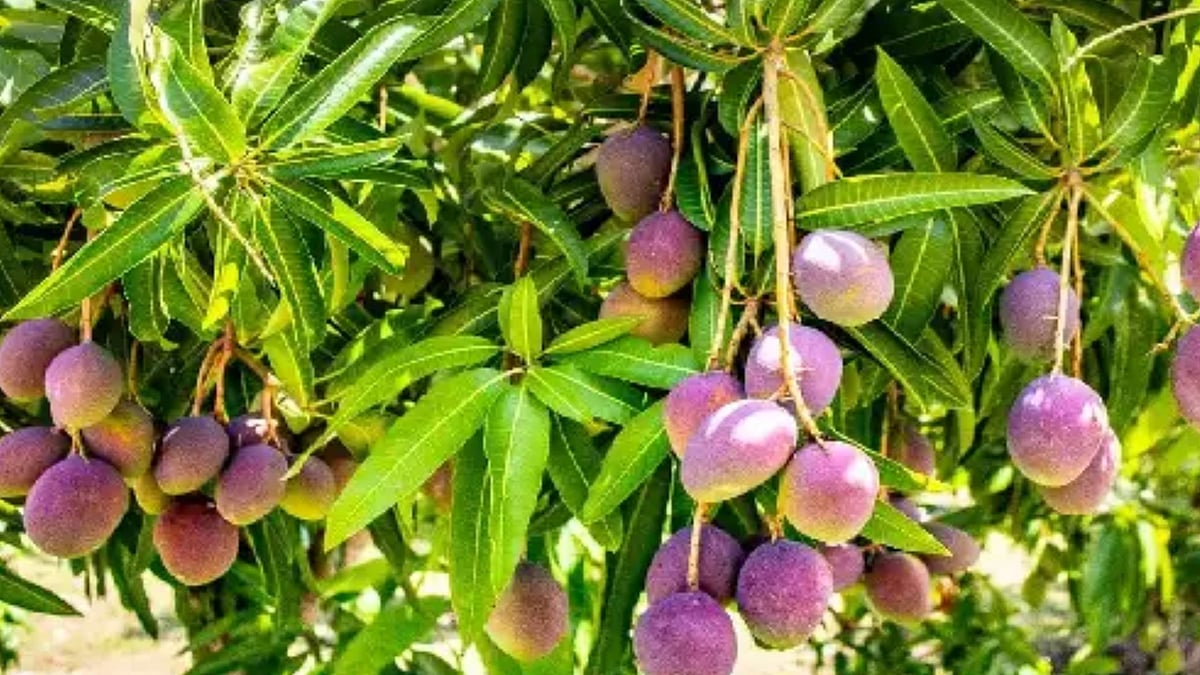 Miyazaki Mango: வைரத்திற்கு நிகரான விலையில் விற்கப்படும் மியாசாகி மாம்பழங்கள் - அப்படி என்ன ஸ்பெஷல்?