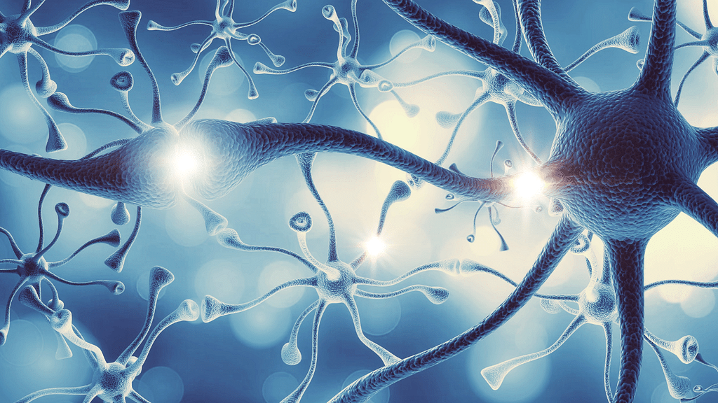 Structure of Neural Human Nervous System of the Human Brain 