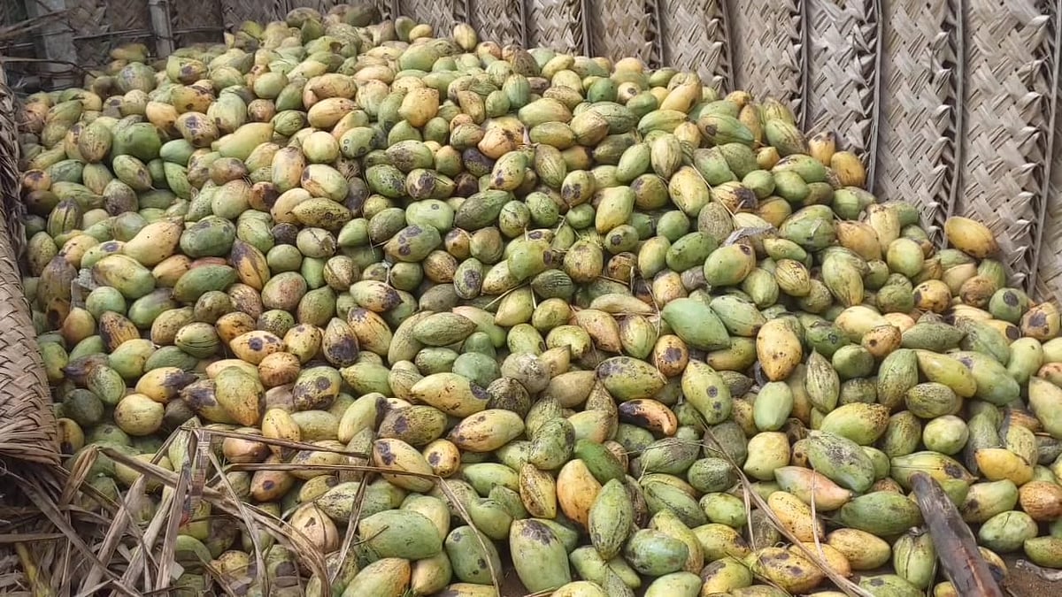 மாம்பழம் விலை வீழ்ச்சி: ரூ.100 கோடி அளவுக்கு நஷ்டம் ஏற்படும் - கவலையில் திண்டுக்கல் விவசாயிகள்