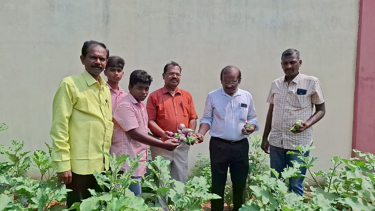 இதுவரை 100 கிலோ கத்தரிக்காய் பறித்துள்ளோம் - இயற்கை காய்கறித் தோட்டம் அமைத்த அரசுப்பள்ளி மாணவர்கள்