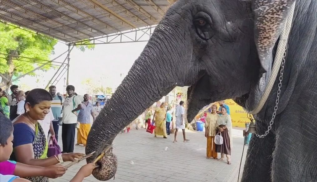 பனங்கிழங்கு வழங்கும் பக்தர்கள்