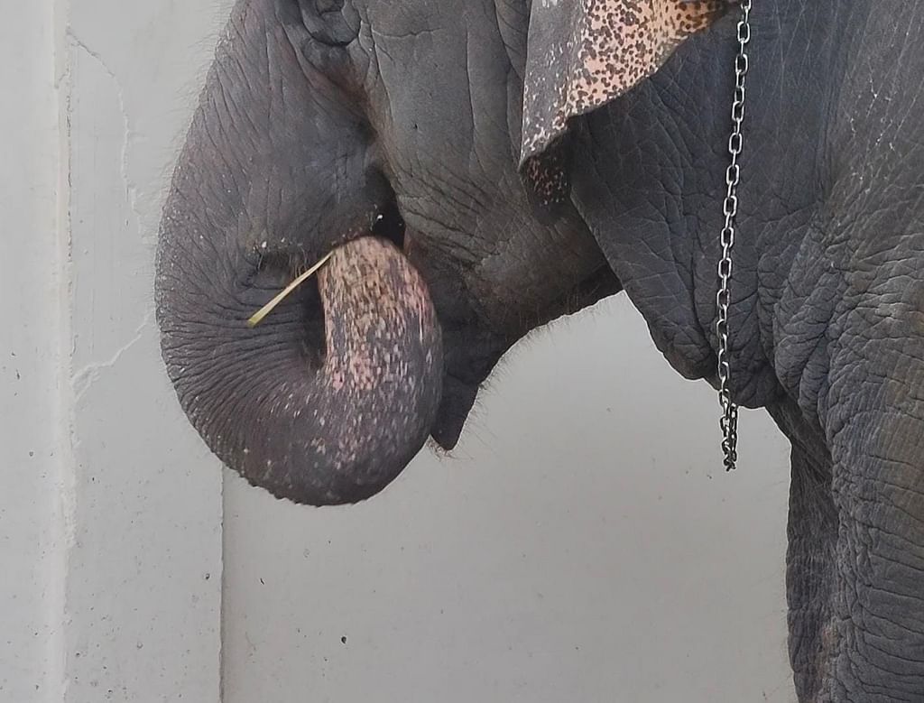 பீலியை நீக்கிவிட்டு பனங்கிழங்கு உண்ணும் யானை