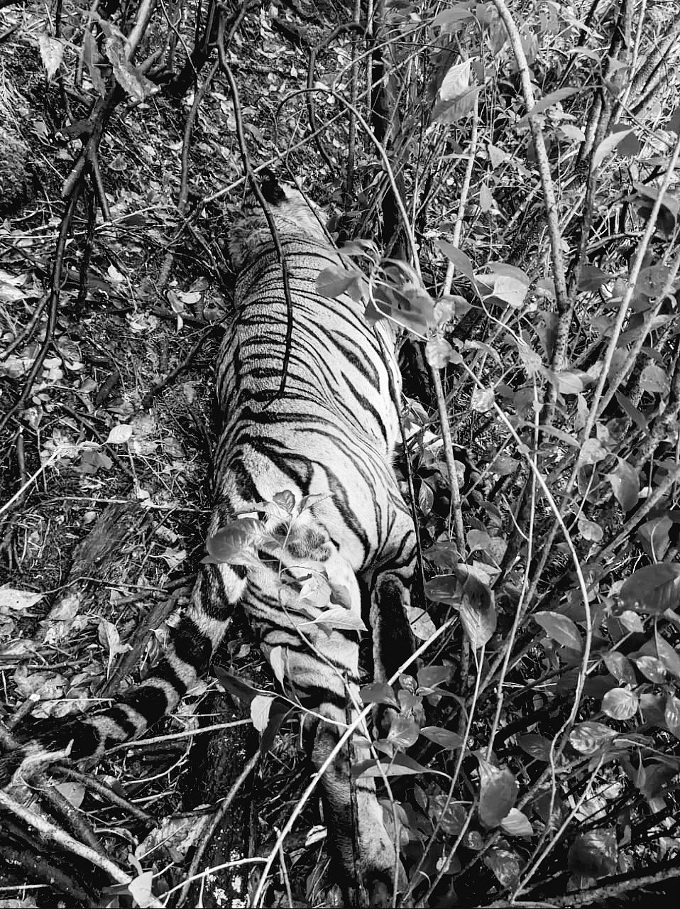 Tiger: பைக்காரவை தொடர்ந்து முதுமலையில் இறந்து கிடந்த ஆண் புலி... தொடரும் சோகம்!
