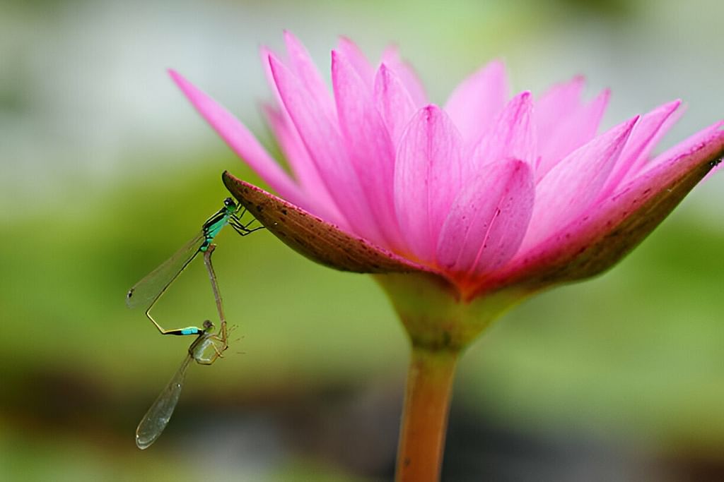 தும்பிகள்