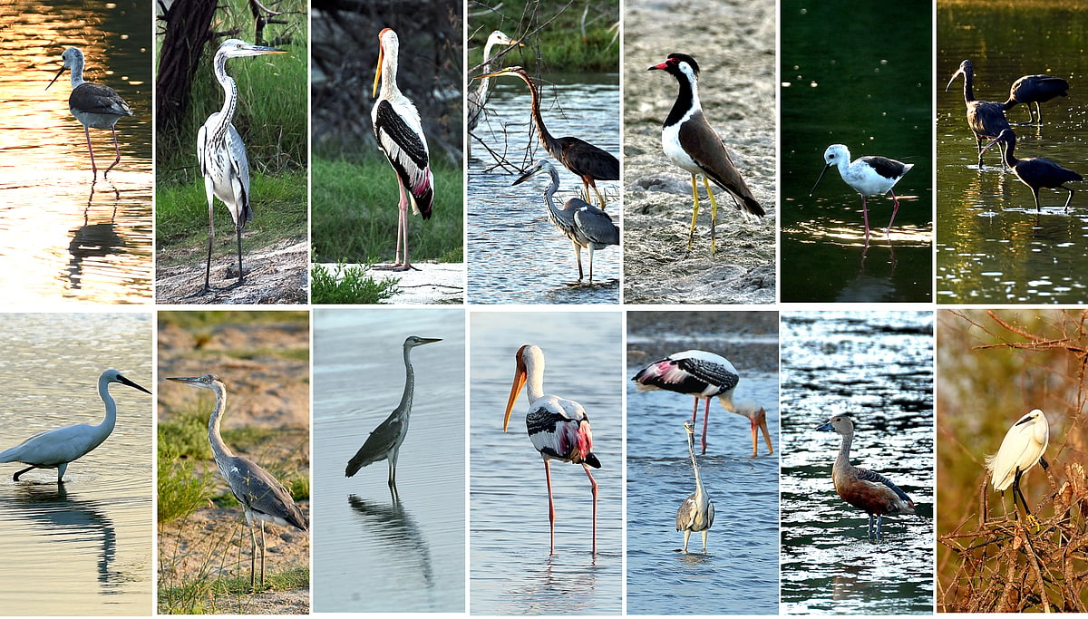 Birds: அழிவின் விளிம்பில் 500 பறவை இனங்கள்; ஆராய்ச்சியில் அதிர்ச்சி முடிவுகள்; காரணம் என்ன?