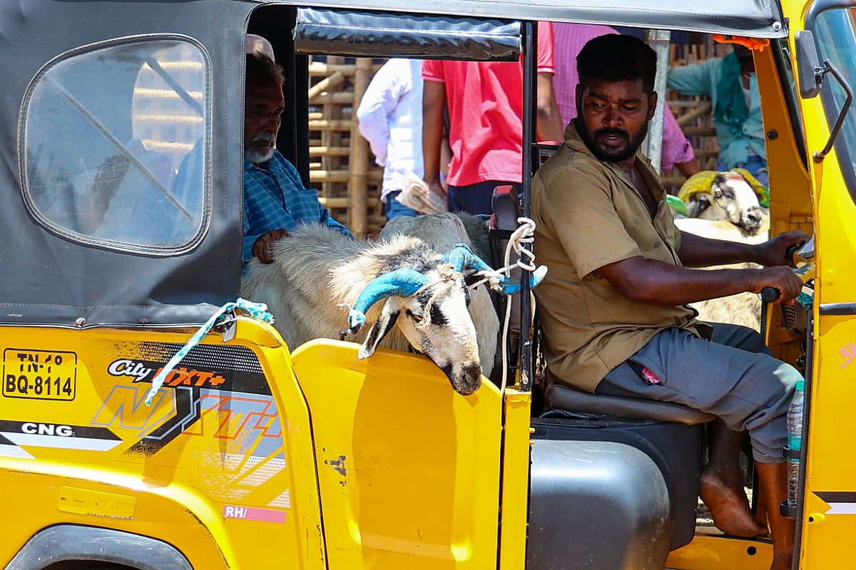 சென்னை : பக்ரீத் பண்டிகையை முன்னிட்டு மாதவாரம் சந்தைக்கு விற்பனைக்காக கொண்டு வரப்பட்டுள்ள ஆடுகள்!