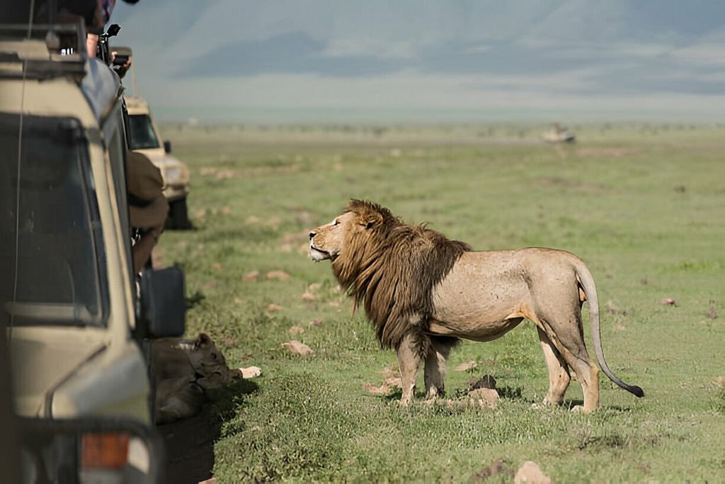 Lion Safari
