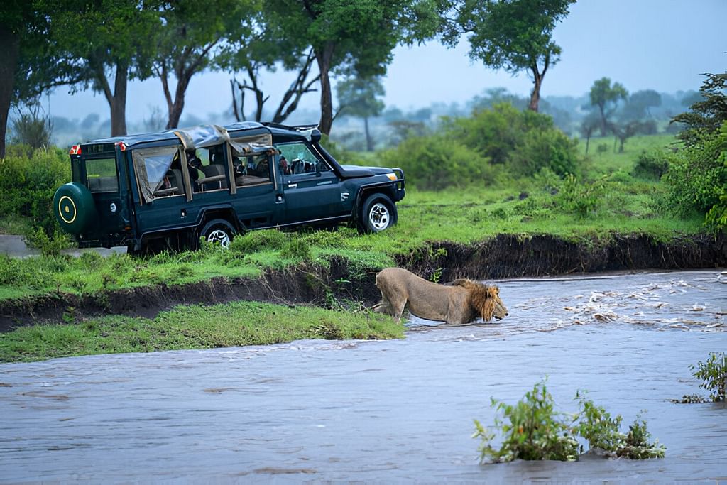 Lion Safari
