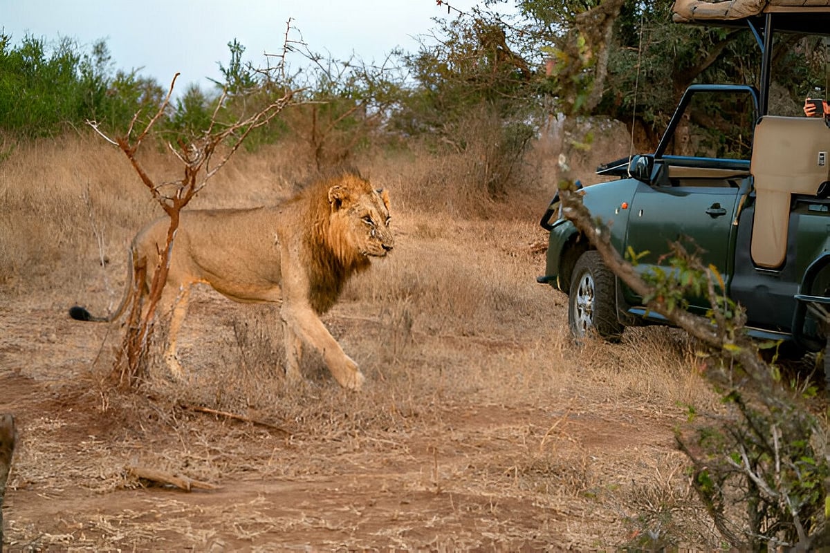 Lion: இது என்னடா சிங்கங்களுக்கு வந்த சோதனை&rsquo; சஃபாரி வாகனங்களைத் தாக்காமல் இருப்பதன் காரணம் தெரியுமா?