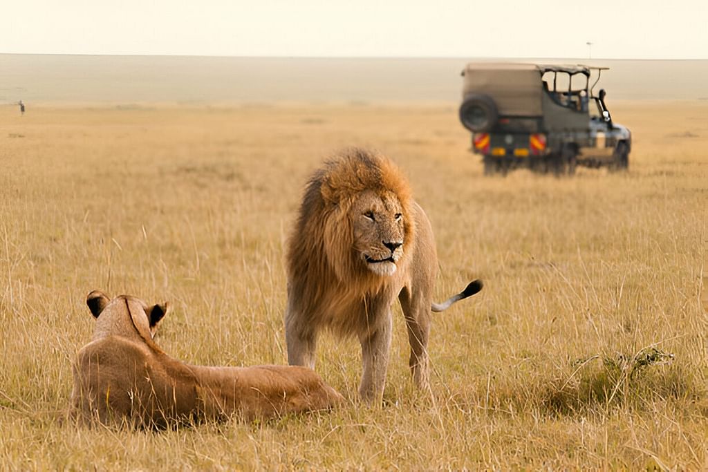 Lion Safari