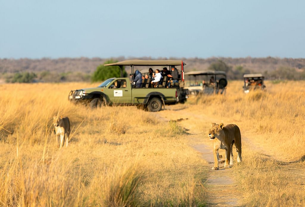 Lion Safari