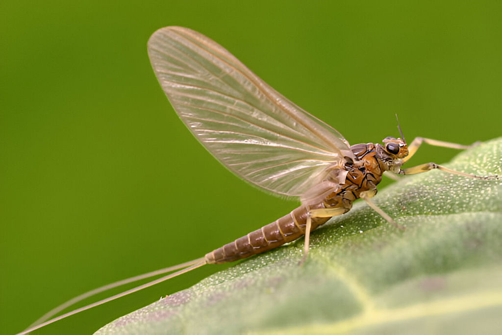 நாழிகைப்பூச்சி (Mayfly) 