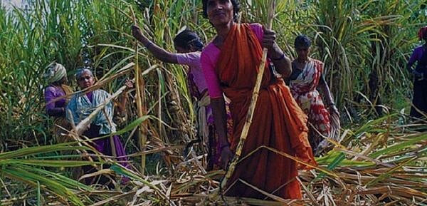 மகாராஷ்டிரா: கரும்பு வெட்டும் பெண் தொழிலாளர்களுக்கு கட்டாய கர்ப்பபை நீக்கமா?