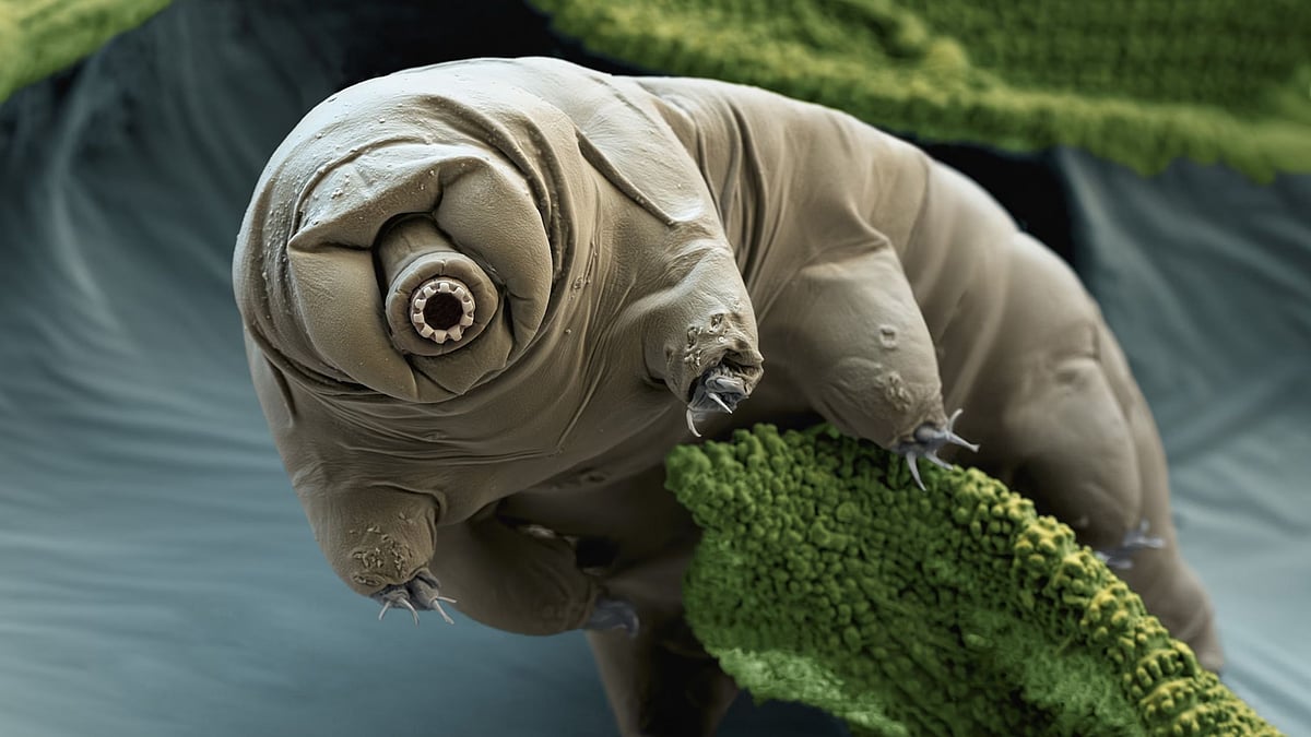 Tardigrades: விண்வெளியில் நீர் கரடிகள் குறித்து ஆய்வு செய்யும் விஞ்ஞானிகள் - ஏன் தெரியுமா?!