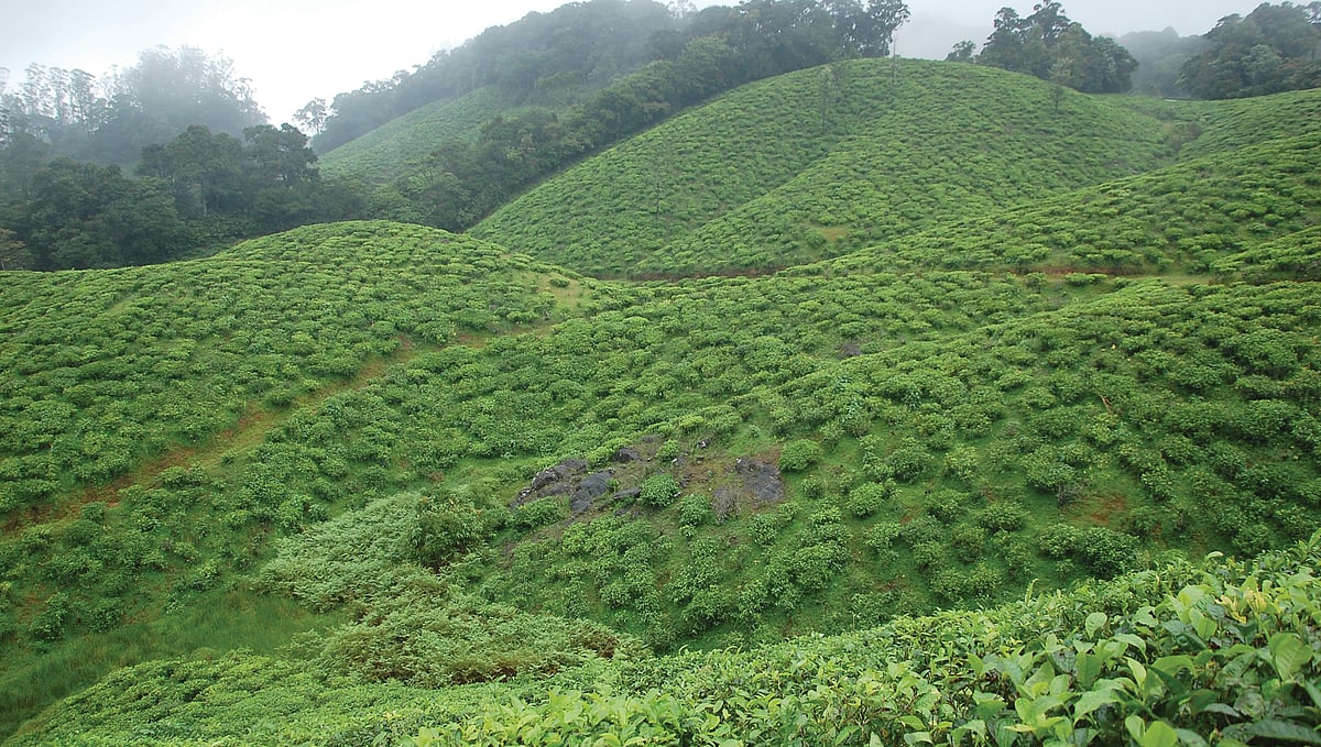 மாஞ்சோலை