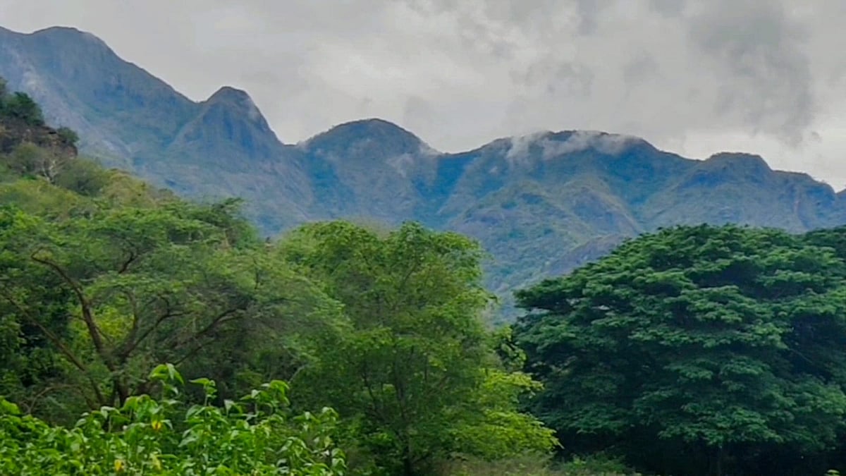 ஸ்ரீவில்லிபுத்தூர் வனப்பகுதி: திடீரெனப் பரவிய காட்டுத்தீ; தீத்தடுப்பு கோடுகள் அமைக்கப்பட்டதா?