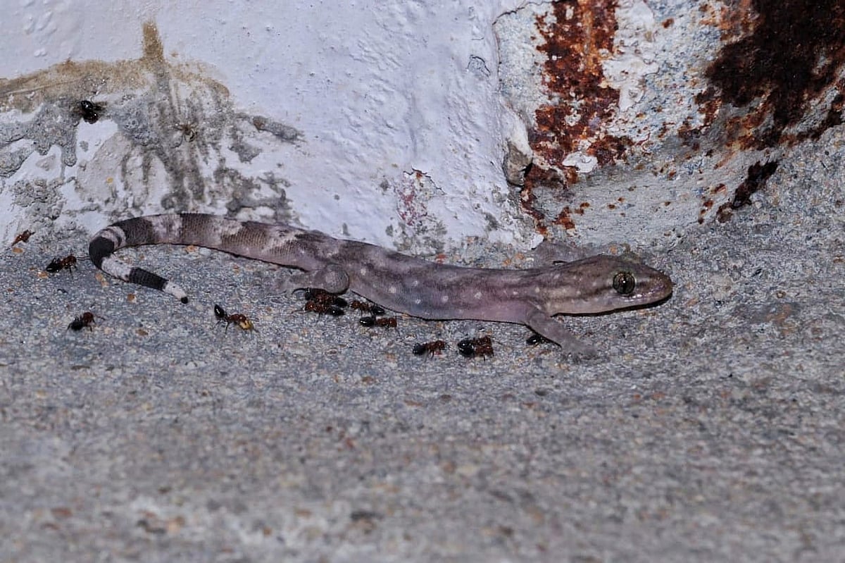 Dravido gecko:‌ குன்னூரில் கண்டுபிடிக்கப்பட்ட புதிய பல்லி இனம்! - வன உயிரின ஆய்வாளர்கள் சொல்வதென்ன?