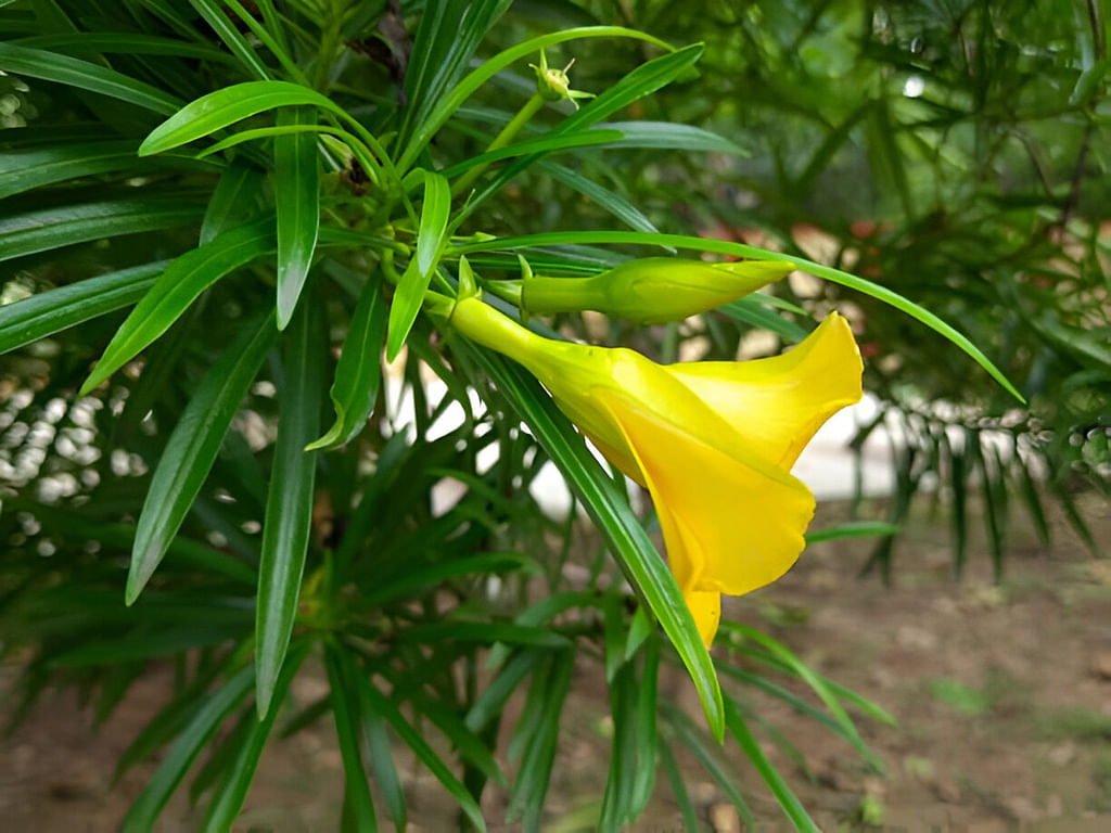 பொன் அரளி