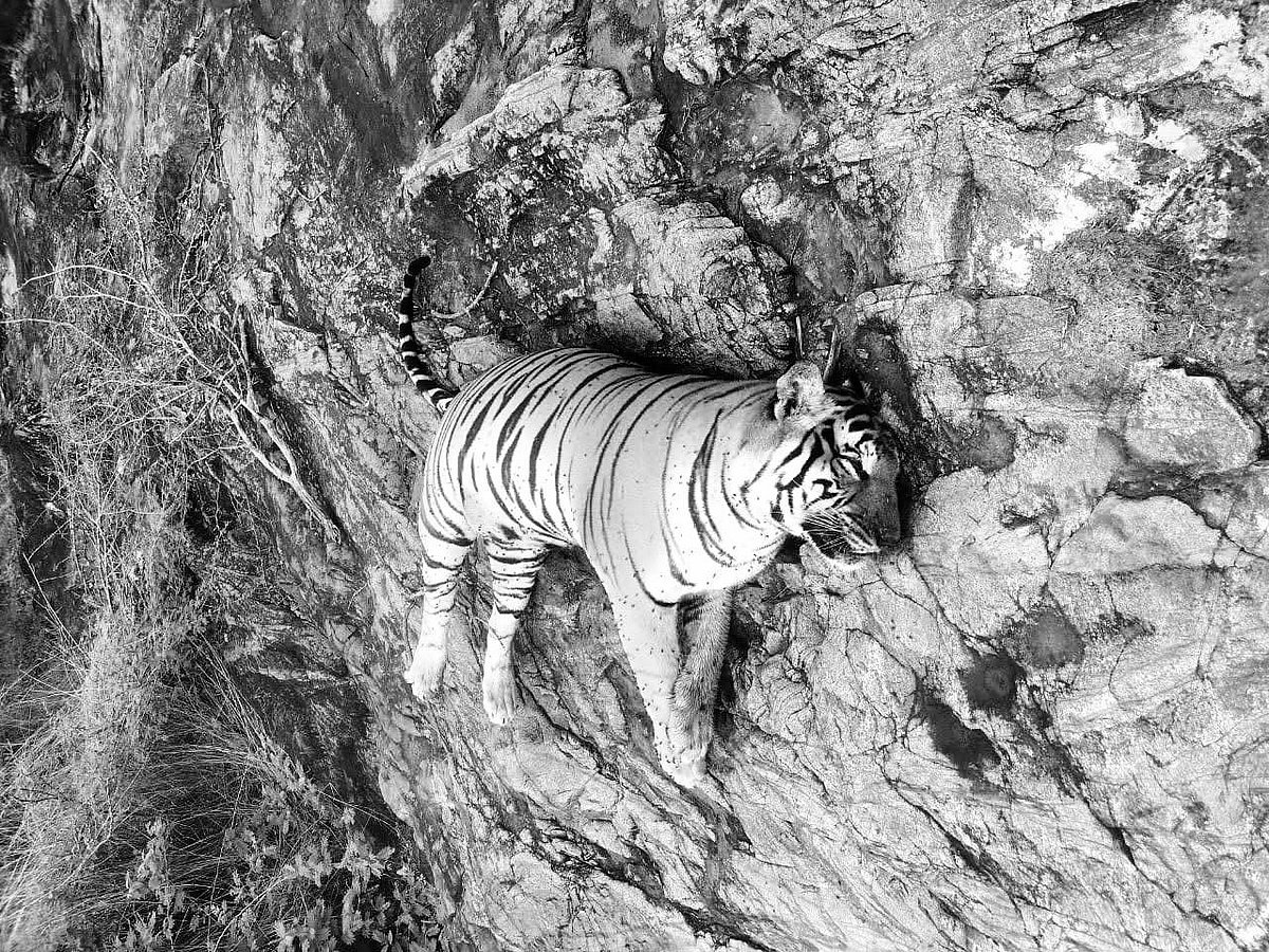Tiger Death: மாட்டிறைச்சியில் பூச்சி மருந்து.. துடிதுடித்து மடிந்த 5 புலிகள்; வனத்தில் என்ன நடந்தது?