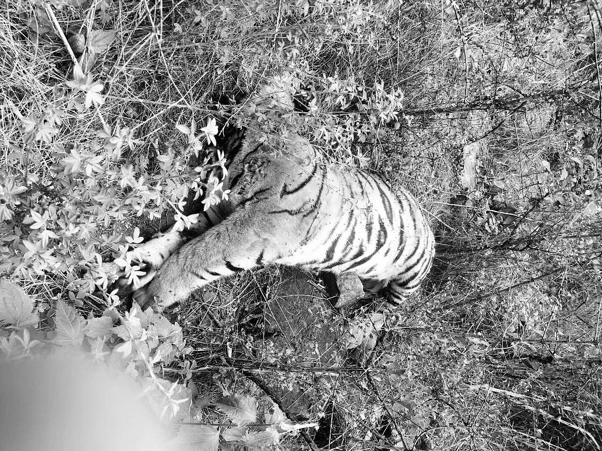 Tiger: மர்மமாக இறந்து கிடந்த 5 புலிகள்.. விஷம் வைத்துக் கொல்லப்பட்டதா? வனத்துறை  அதிர்ச்சி!
