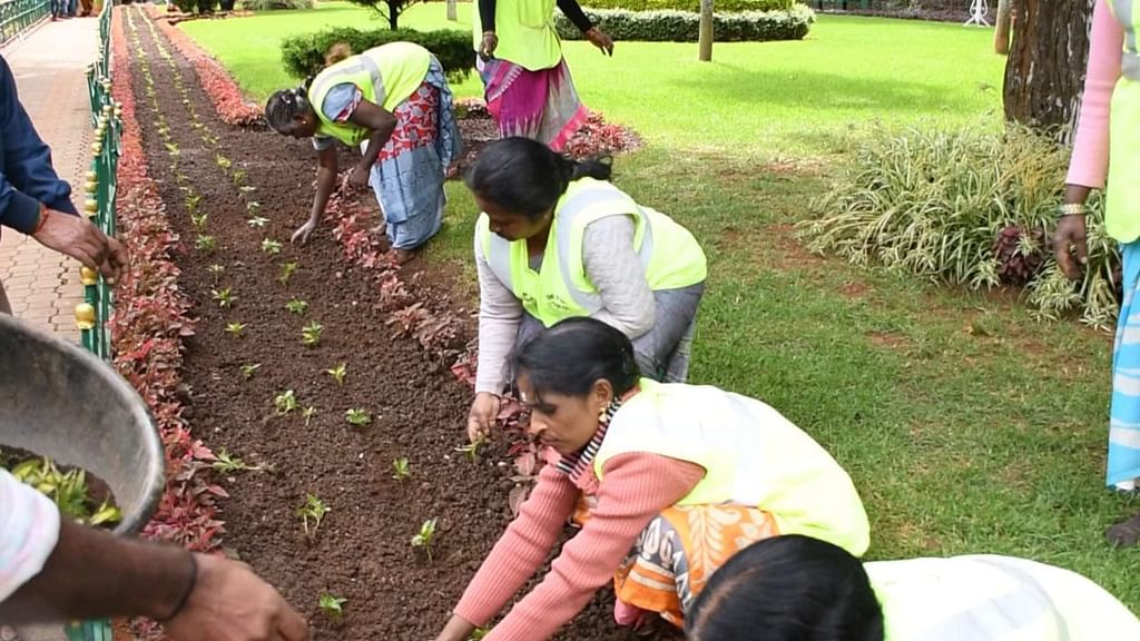 Ooty-:-75-ரகங்களில்-2-லட்சம்-மலர்-நாற்றுகள்;-2--ம்-சீசனுக்கு-தயாராகும்-சிம்ஸ்-பூங்கா!