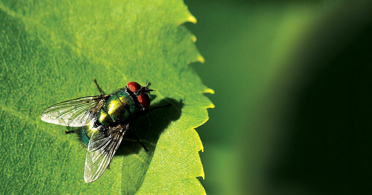 Passam Insect Pasumai Vikatan - 25 July 2025 - ஈ, கொசு, பேன், உண்ணி, கால்நடைகளைத் ...
