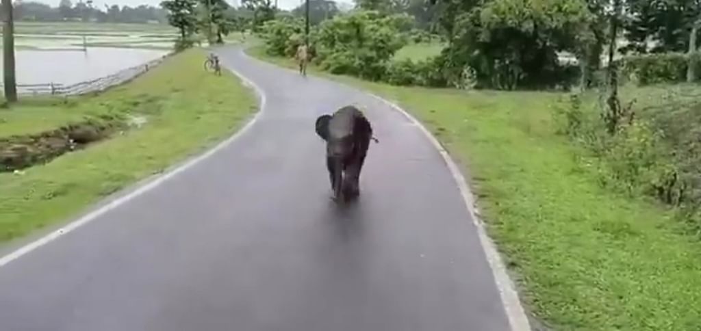 Kaziranga:-தாயை-பிரிந்து-சாலையில்-பரிதவித்த-குட்டி-யானை;-கூட்டத்துடன்-சேர்க்க-வனத்துறை-செய்த-மேஜிக்!