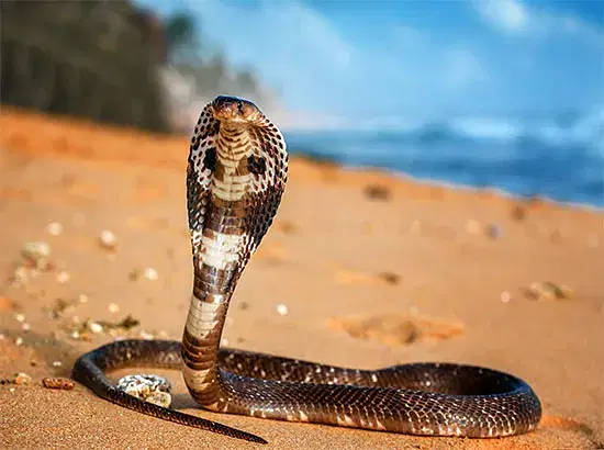 பாம்பு