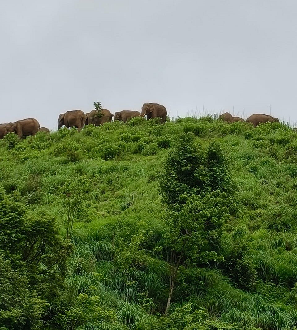 Nilgiris: மழையால் பசுமை; மகிழ்ச்சியோடு பசியாறும் யானை கூட்டங்கள்.. கவர்ந்திழுக்கும் நீலகிரி மலை!