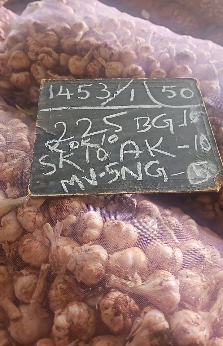 Garlic:-மீண்டும்-உச்சத்தை-நோக்கி-நகரும்-ஊட்டி-பூண்டு,-உற்சாகத்தில்-விவசாயிகள்!