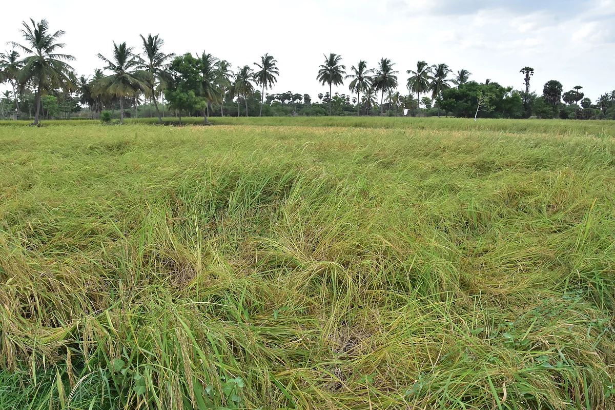 karuppu kavuni