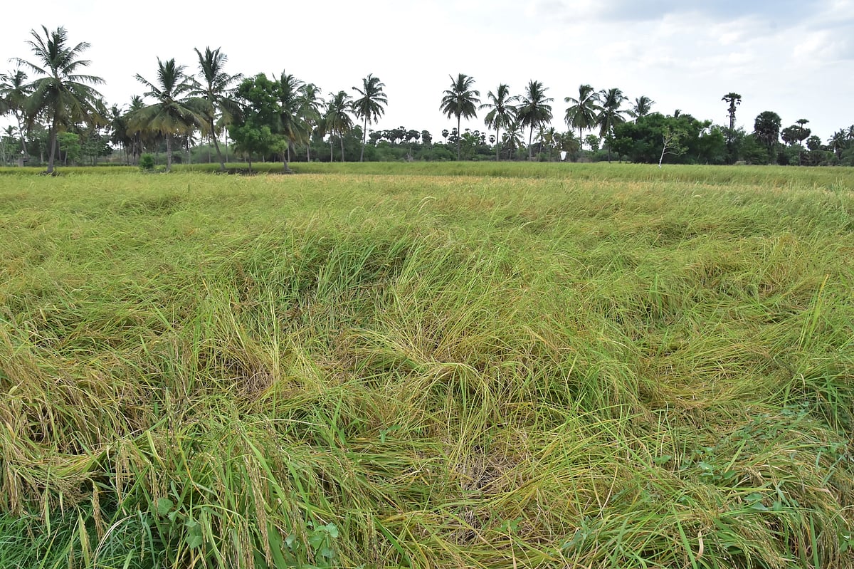 Kavuni: 10,000 ஏக்கரில் கவுனி சாகுபடி; போதிய விலை கிடைக்காததால் விவசாயிகள் அவதி; பின்னணி என்ன?