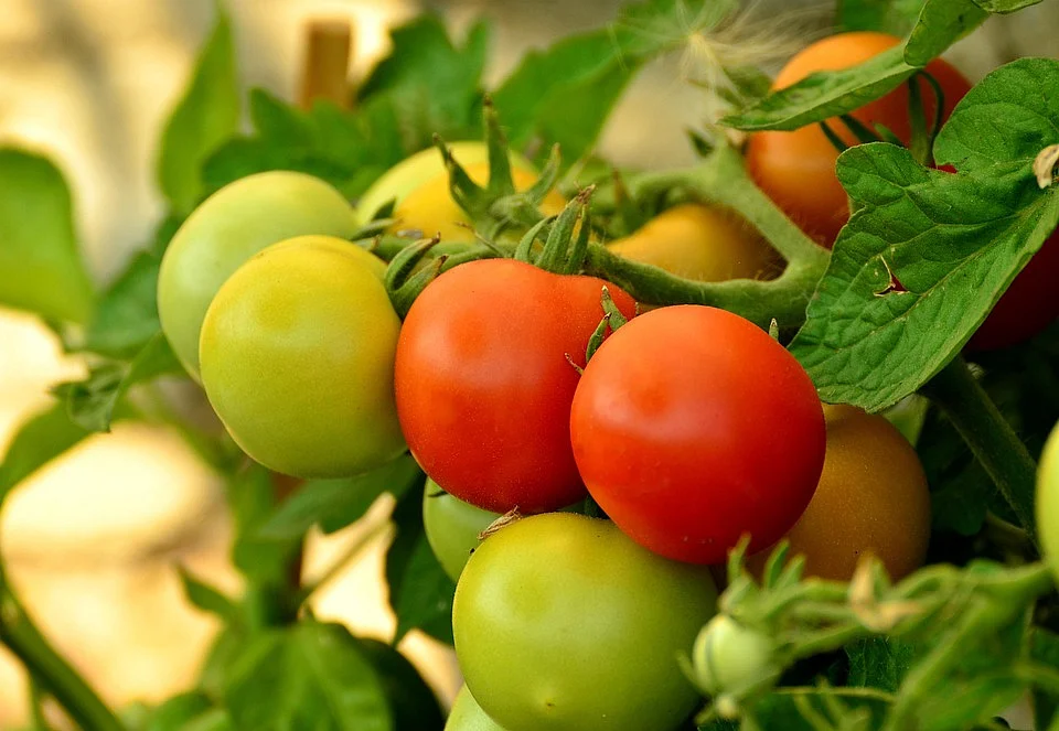 Tomato plant research