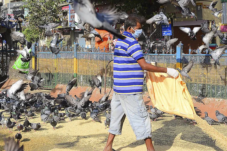 மும்பை: `புறாக்களுக்கு உணவளித்தால் அபராதம், வழக்கு - போராட்டத்தில் குதித்த மக்கள்; என்ன காரணம்?