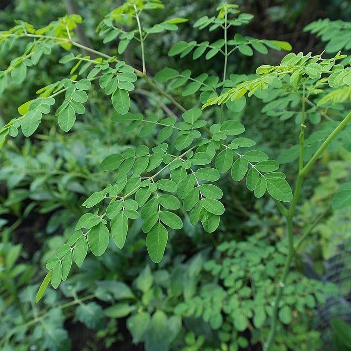 Moringa Leaves: தலைமுடி உதிர்தல் முதல் மூட்டுவலி வரை சரியாக்கும் முருங்கைக்கீரை!