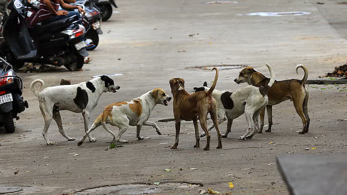 டூவிலரில் வீடியோ எடுத்துக் கொண்டே 25 தெருநாய்களை சுட்டுக்கொன்ற நபர் - ராஜஸ்தானில் அதிர்ச்சி