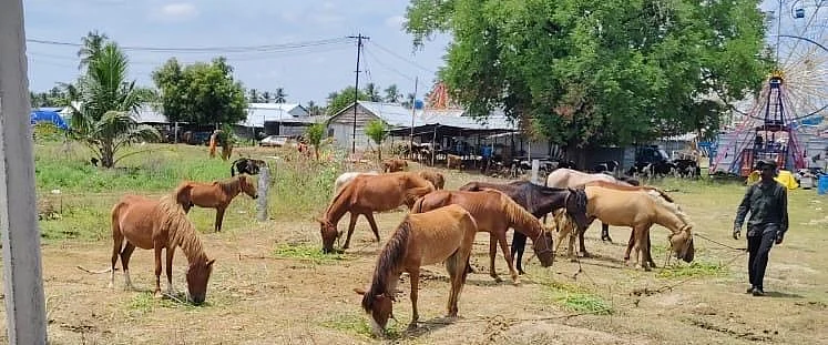 அந்தியூரில் குதிரைகள்